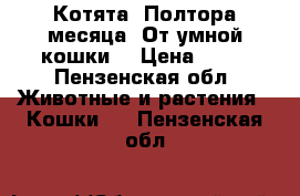 Котята. Полтора месяца. От умной кошки. › Цена ­ 50 - Пензенская обл. Животные и растения » Кошки   . Пензенская обл.